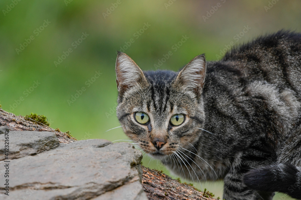 Close-up of a cat looking straight ahead Close-up of a cat looking straight ahead