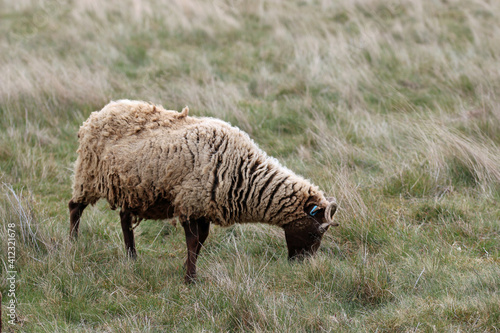 Manx Loaghtan rare breed sheep photo