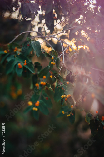 Freelensed Berries photo