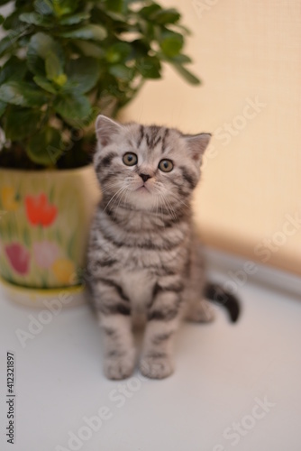 Wallpaper Mural kitten scottish british cat burma munchkin animals Torontodigital.ca