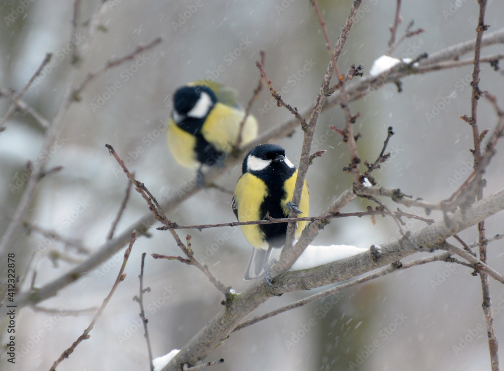 Obraz premium The great tit (Parus major) on the branch