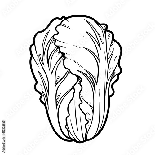 Chinese cabbage linear drawing on white background
