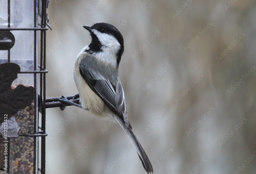Obraz premium White-breasted Nuthatch