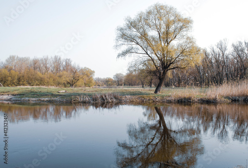 A lonely tree on the river bank is reflected in the water. Cold spring frosty colorless morning. Cold frosty landscape