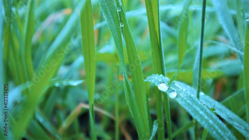 green grass close-up, dew drops glade, background.