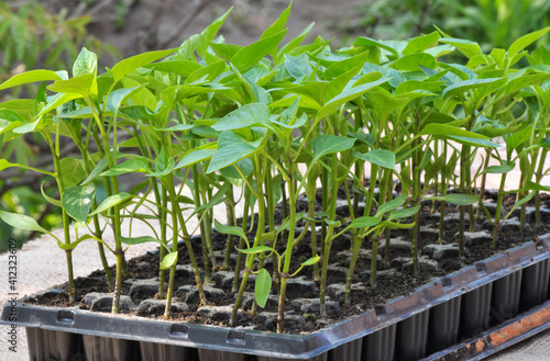 Growing seedlings of sweet pepper in cassettes