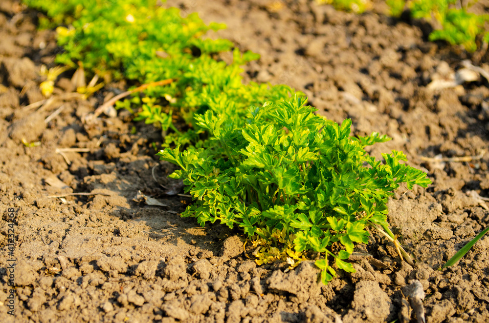 Young parsley bed close up. The first vegetables in the garden in early spring. Eco cultivation on raised beds without the use of fertilizers. Parsley sprouts on fertile soil. Young parsley bed close up. The first vegetables in the garden in early spring. Eco cultivation on raised beds without the use of fertilizers. Parsley sprouts on fertile soil.