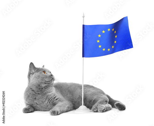 Cat and EU flag on isolation