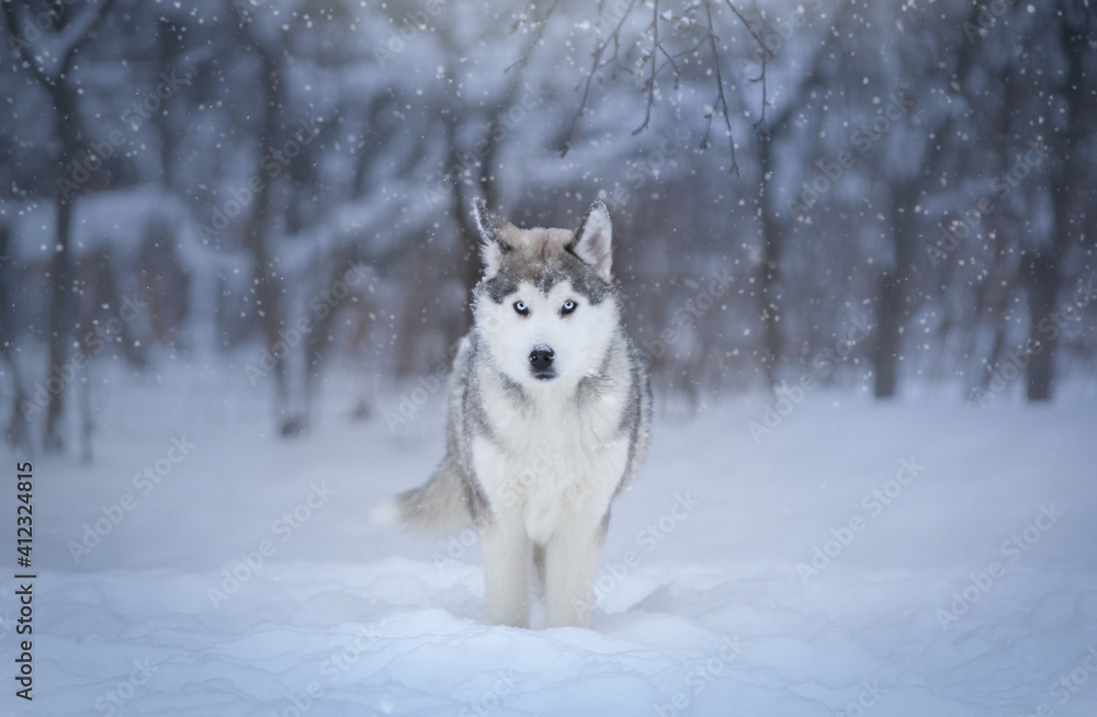 siberian husky dog siberian husky dog