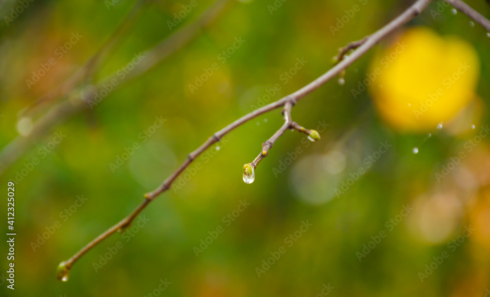 Raindrops on coniferous branches close-up. Soft focus, low key. Atmospheric natural photography. An isolated raindrop on a branch. Blurry green background, warm colors, autumn scenery Raindrops on coniferous branches close-up. Soft focus, low key. Atmospheric natural photography. An isolated raindrop on a branch. Blurry green background, warm colors, autumn scenery