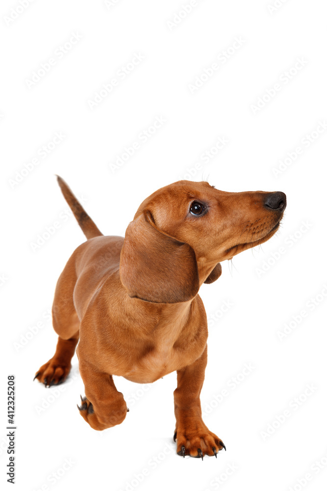 Puppy breed smooth-haired dachshund, isolated on white background.