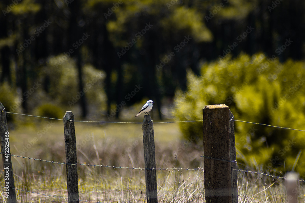 Fototapeta premium white monjita on a post