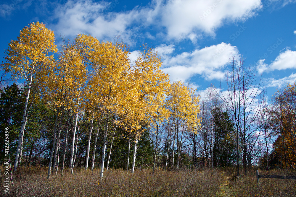Yellow birch tree with blue sky background in the park