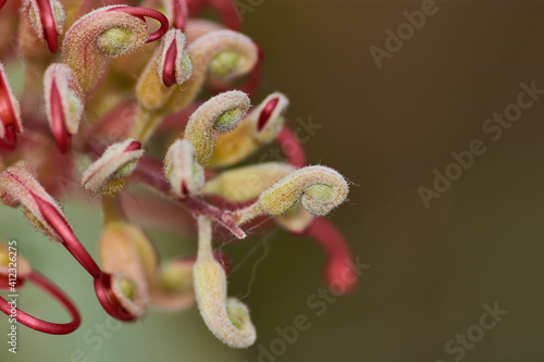 Closeup shot of beautiful grevillea flowers on a blurred background photo