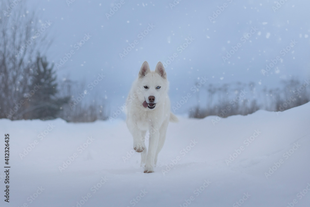 dog in snow dog in snow