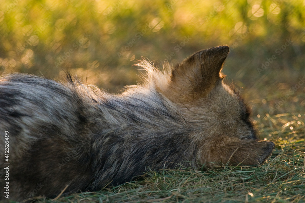 Grey Wolf Grey Wolf