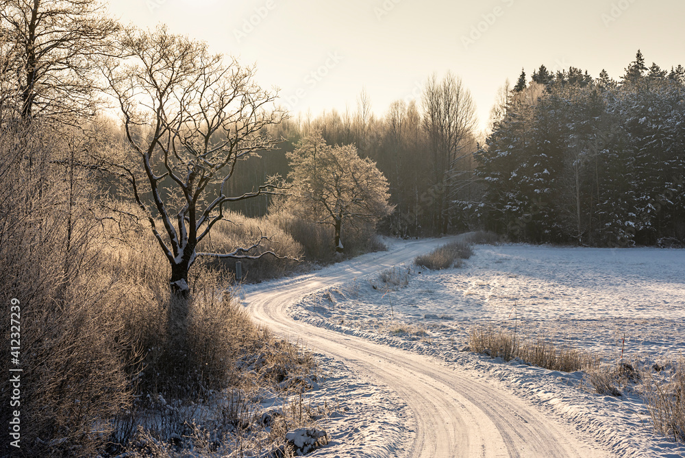 Winter forest, snow-coverd trees, Podlasie Poland Winter forest, snow-coverd trees, Podlasie Poland
