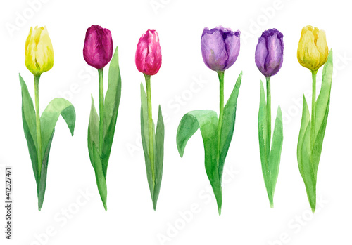 A set of colorful tulips. Watercolour. The images are hand-drawn and isolated on a white background.