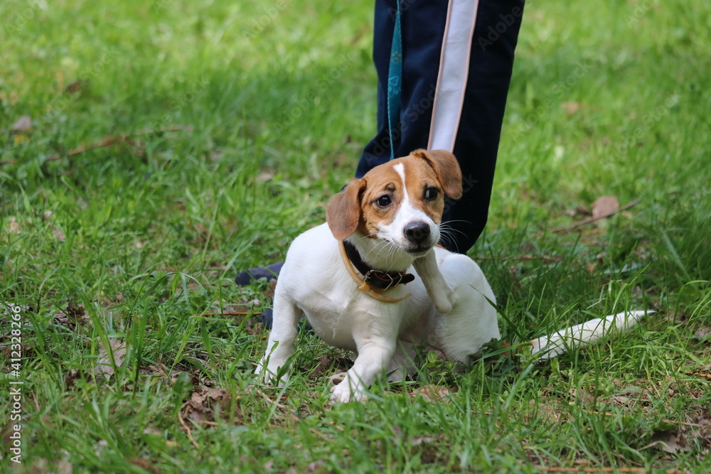 jack russell terrier jack russell terrier