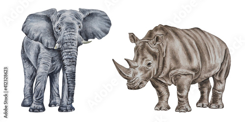 African rhino and elephant. Watercolor realistic illustration of animals isolated on a white background. Hand drawn. Closeup. Art print. Template.
