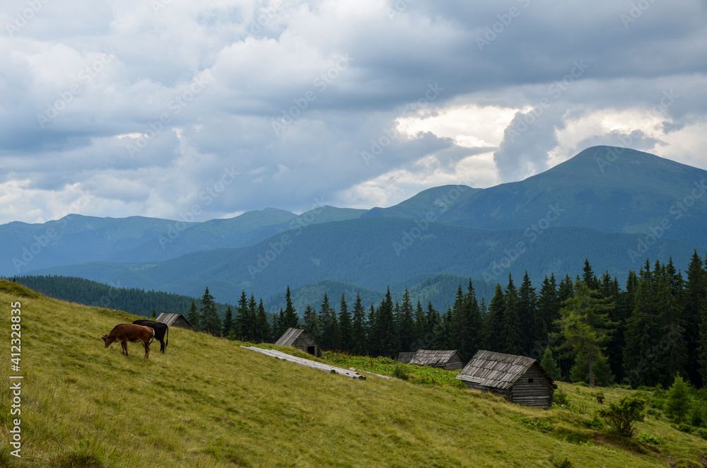 Beautiful landscape of the Carpathian Mountains and cows grazing on the highland meadow on the mountain slopes