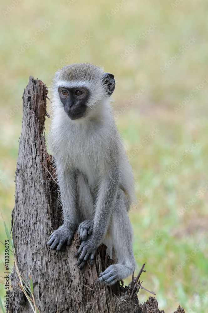Vervet monkey Vervet monkey