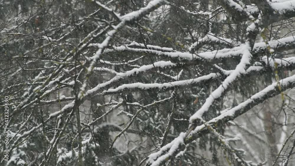 winter forest in the snow. Heavy snowfall. Trees in the snow. Beautiful landscape. Trunks and branches of trees. winter forest in the snow. Heavy snowfall. Trees in the snow. Beautiful landscape. Trunks and branches of trees.