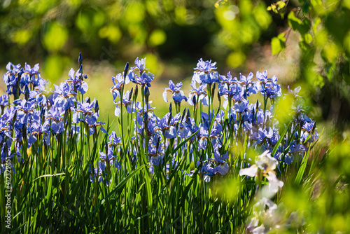 blue irises in the garden photo