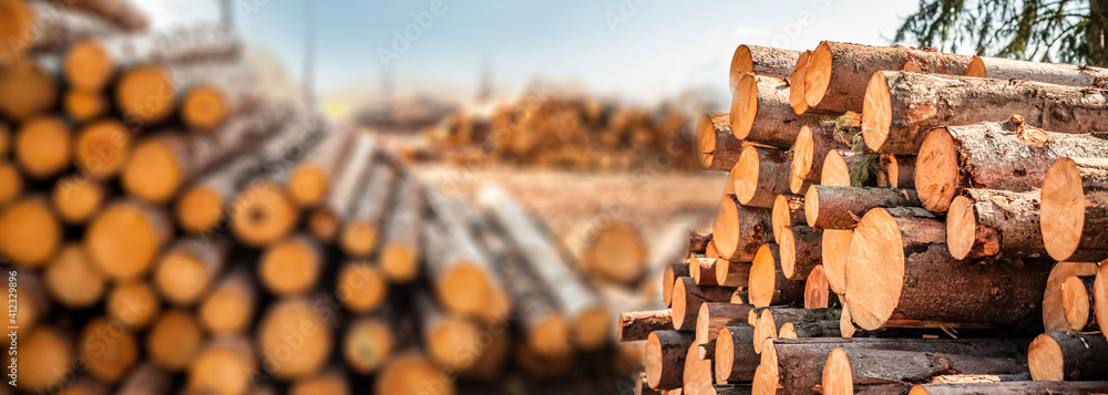 Log spruce trunks pile. Sawn trees from the forest. Logging timber wood industry. Cut trees along a road prepared for removal. Panorama - obrazy, fototapety, plakaty 