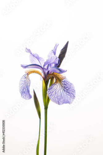 nice flower on the white background