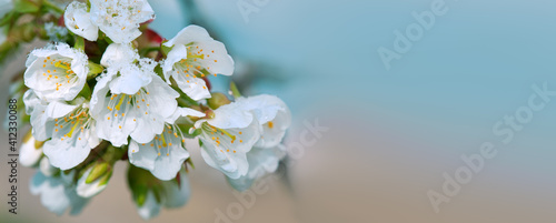 Macro shot of white cherry flowers isolated on blur.
