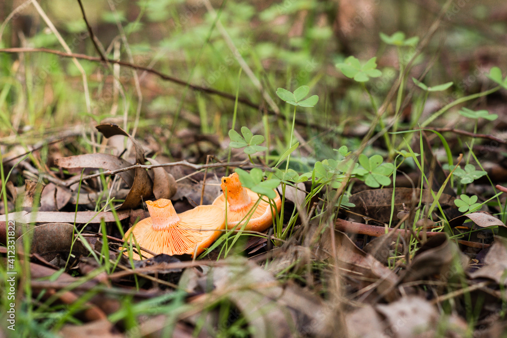 mushroom foraging in fall, cut mushrooms lying amongst wild wood sorrel