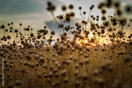 Detail of flax seeds on field during sunset in Austria.