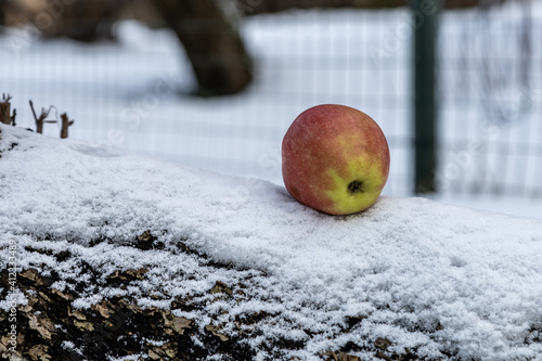 The apple in snow © Indra