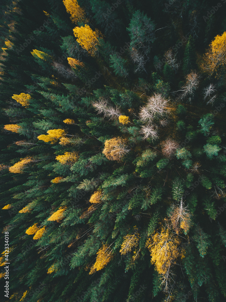 Aerial view of a pine forest during fall season Aerial view of a pine forest during fall season