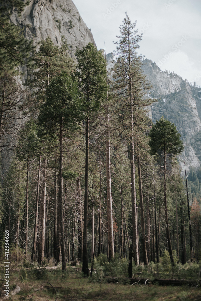 Forest pine trees in Yosemite Valley Forest pine trees in Yosemite Valley