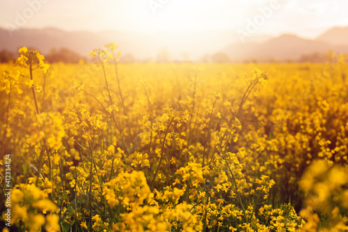 Rapeseed field on sunny day.Summer shot.High quality photo.