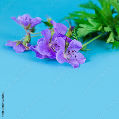 Geranium pratense  Meadow geranium  flower on a blue background.