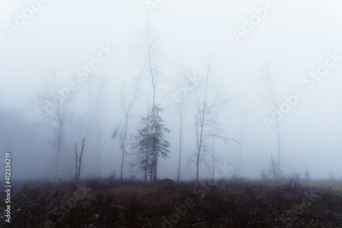 Nebelwald im morgengrauen