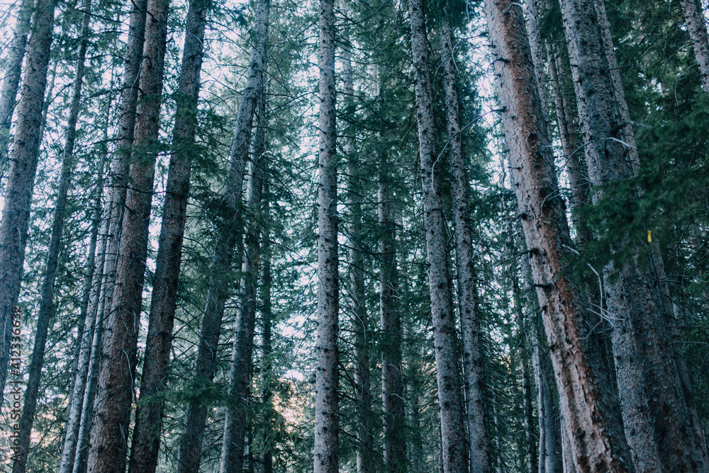 Pine trees in the fall Pine trees in the fall