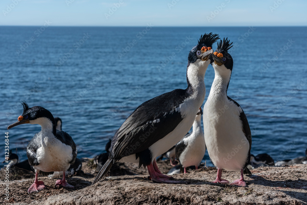 Obraz premium The King Cormorant (Phalacrocorax atriceps)