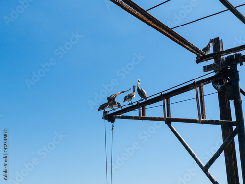 Wallpaper Mural Pelicanos en muelle La lIbertad Torontodigital.ca