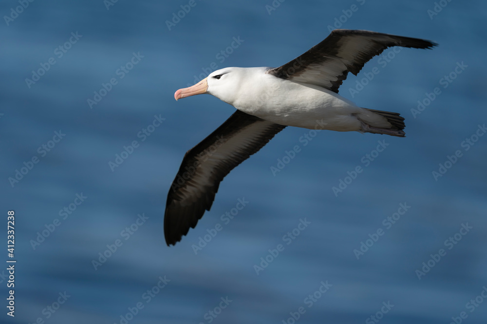The black-browed albatross (Thalassarche melanophris) The black-browed albatross (Thalassarche melanophris)