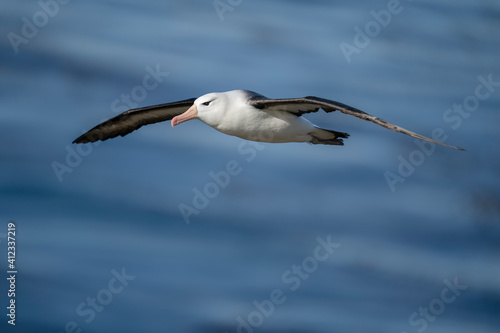 The black-browed albatross (Thalassarche melanophris) photo