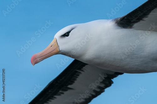 Fotografia The black-browed albatross (Thalassarche melanophris)