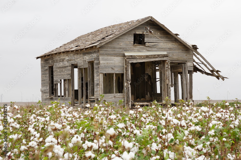 Abandoned House in Cotton Field