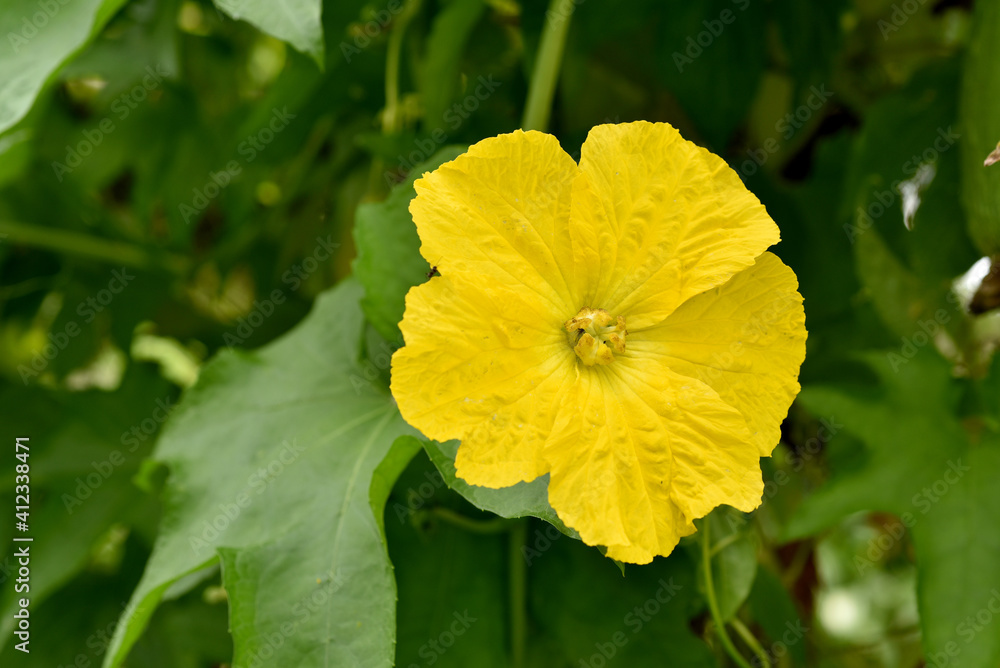 ヘチマの花 ヘチマの花