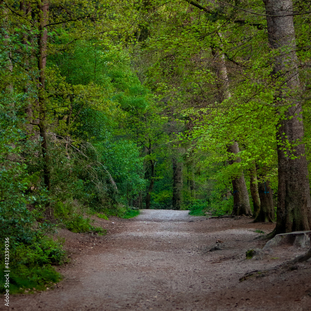 Obraz premium path in the woods