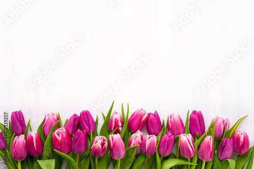 Border of purple tulips on a white background. Flat lay  copy space