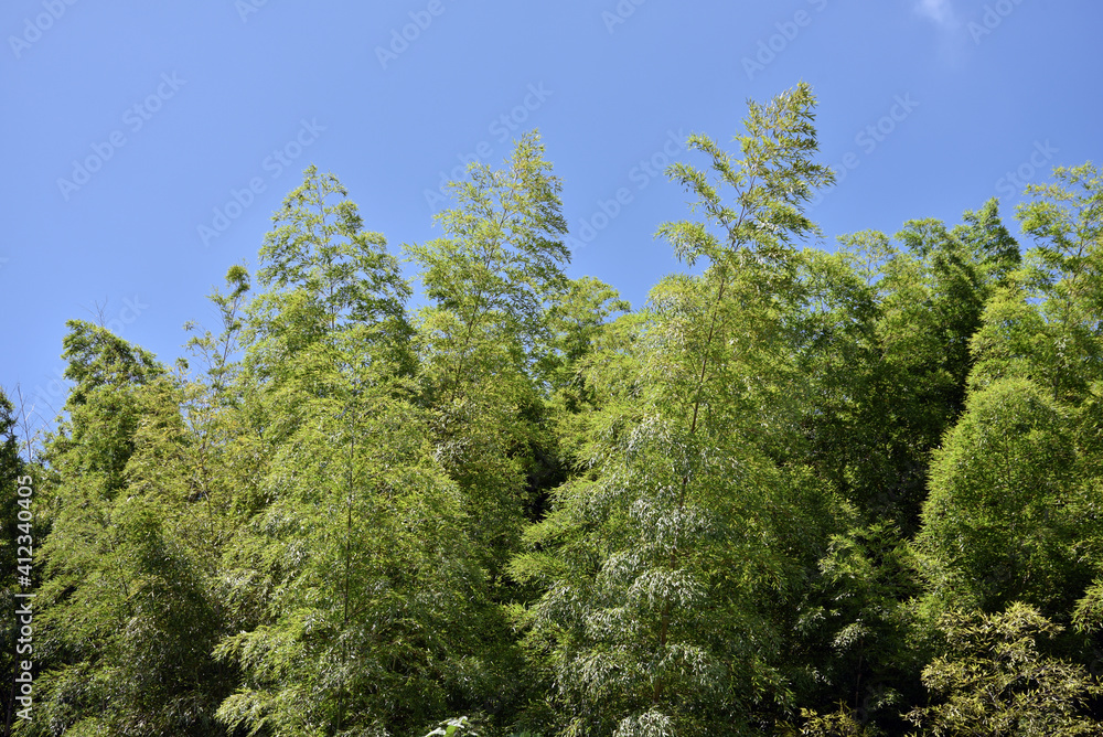 竹林 竹林
